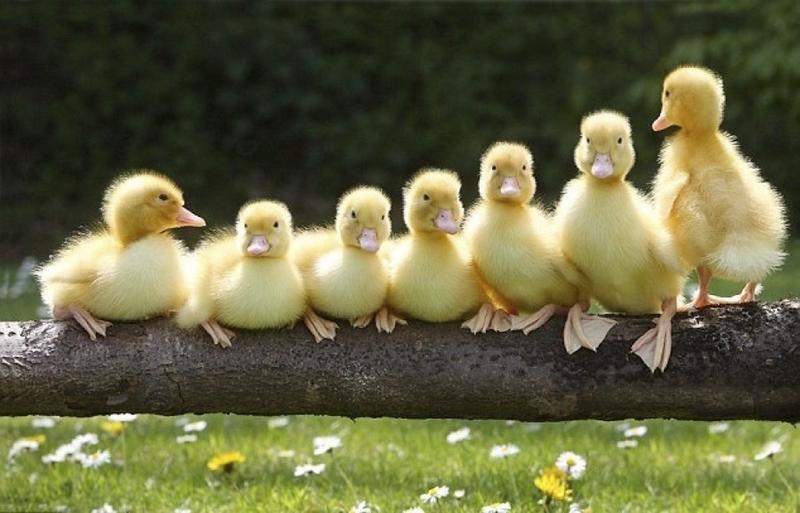Patitos