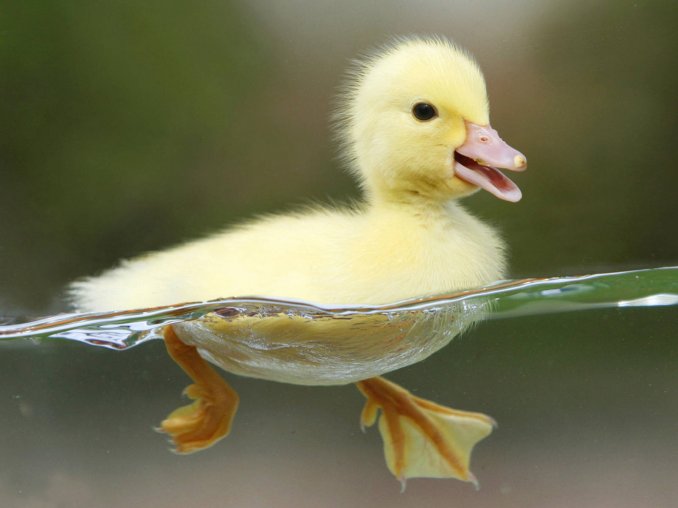 Patitos
