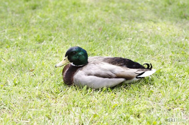Patos