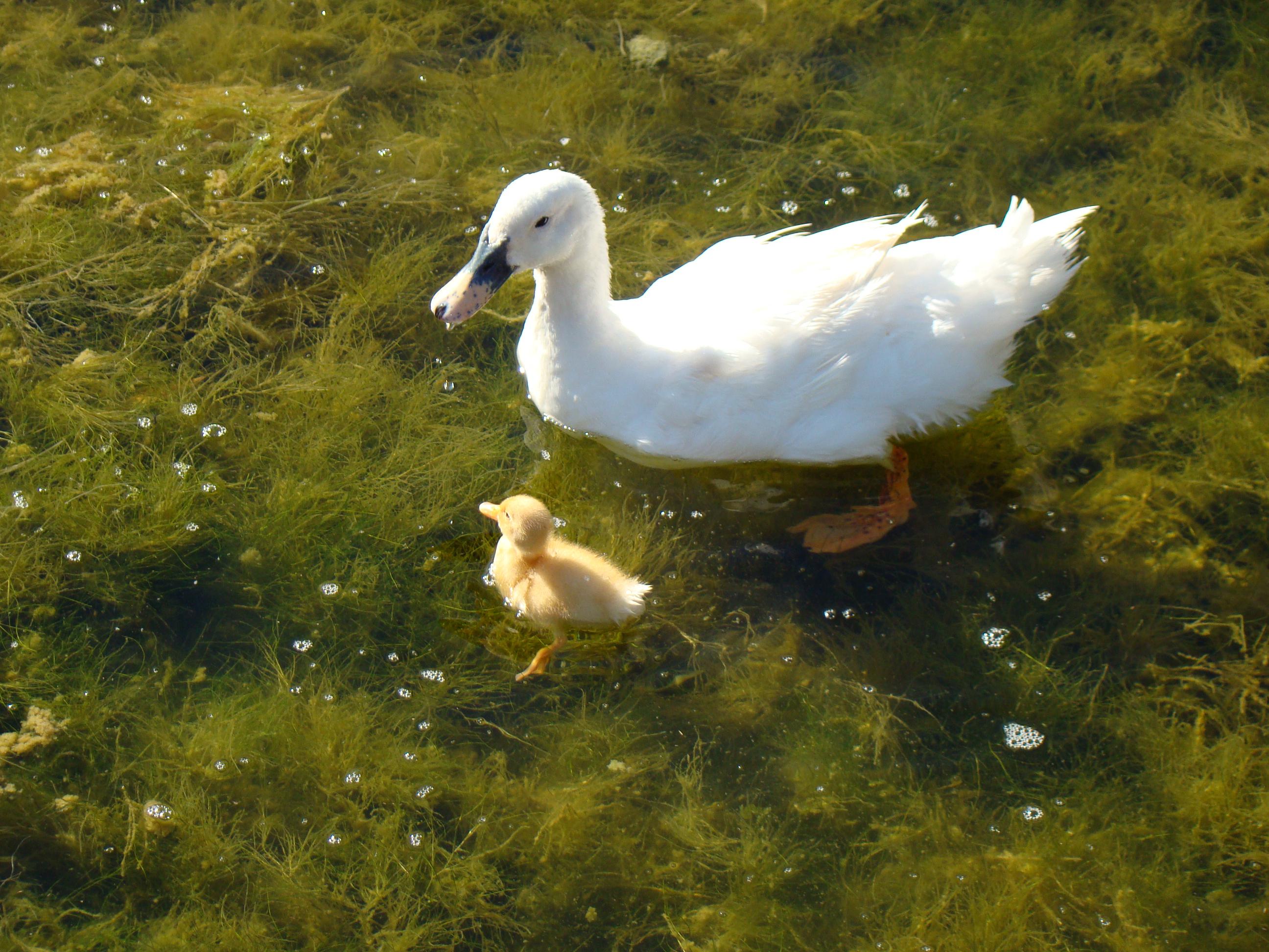 Patos