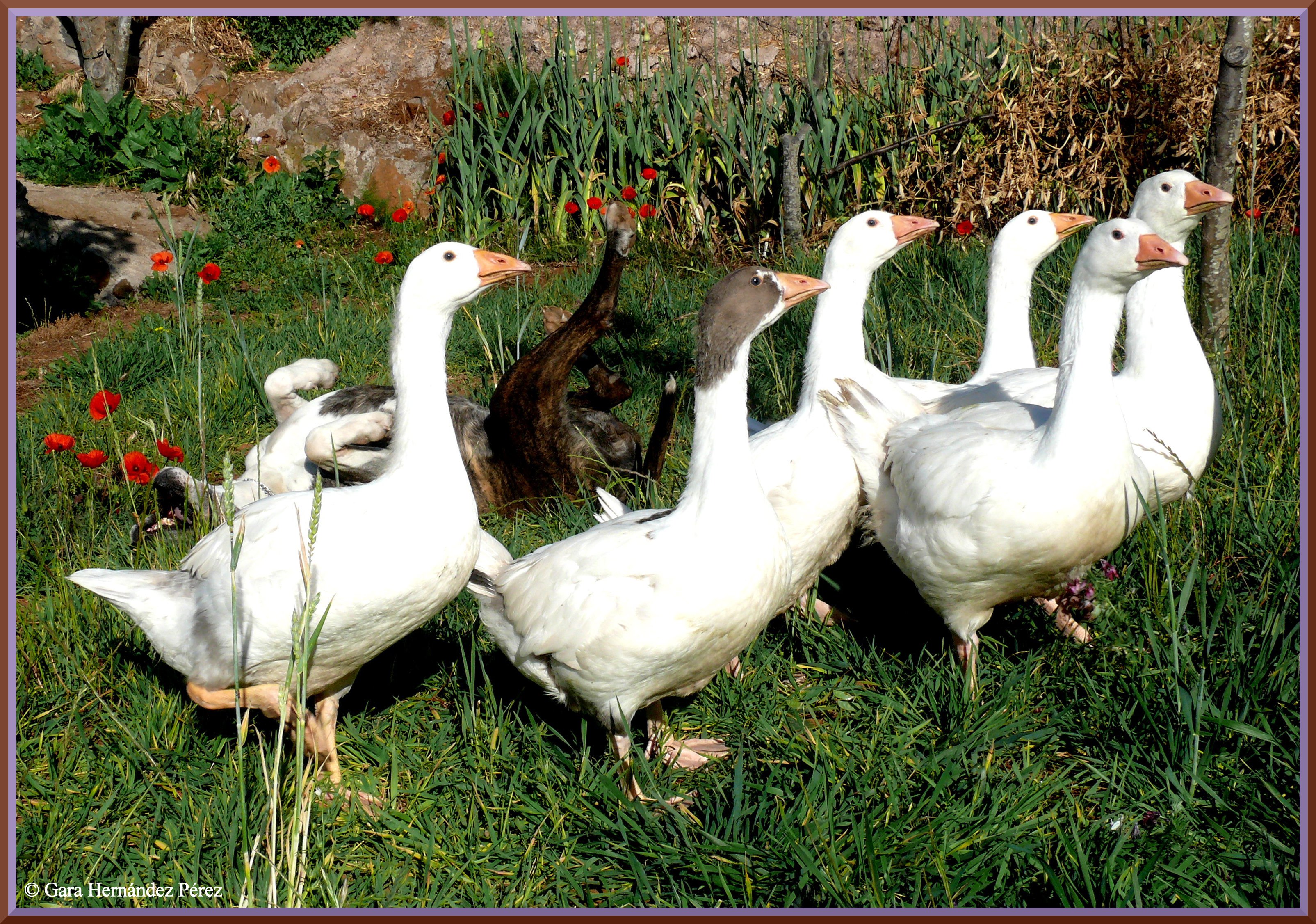 Patos